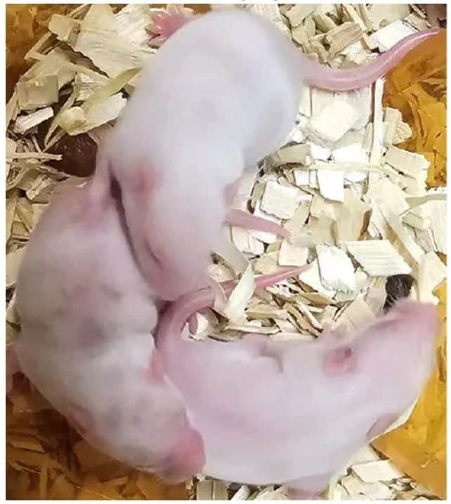 mouse pups