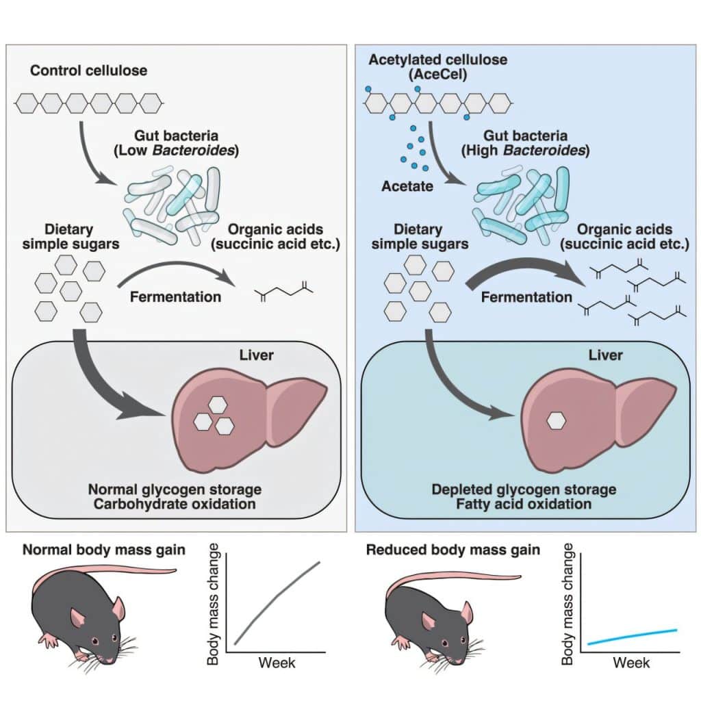 gut bacteria and aceta