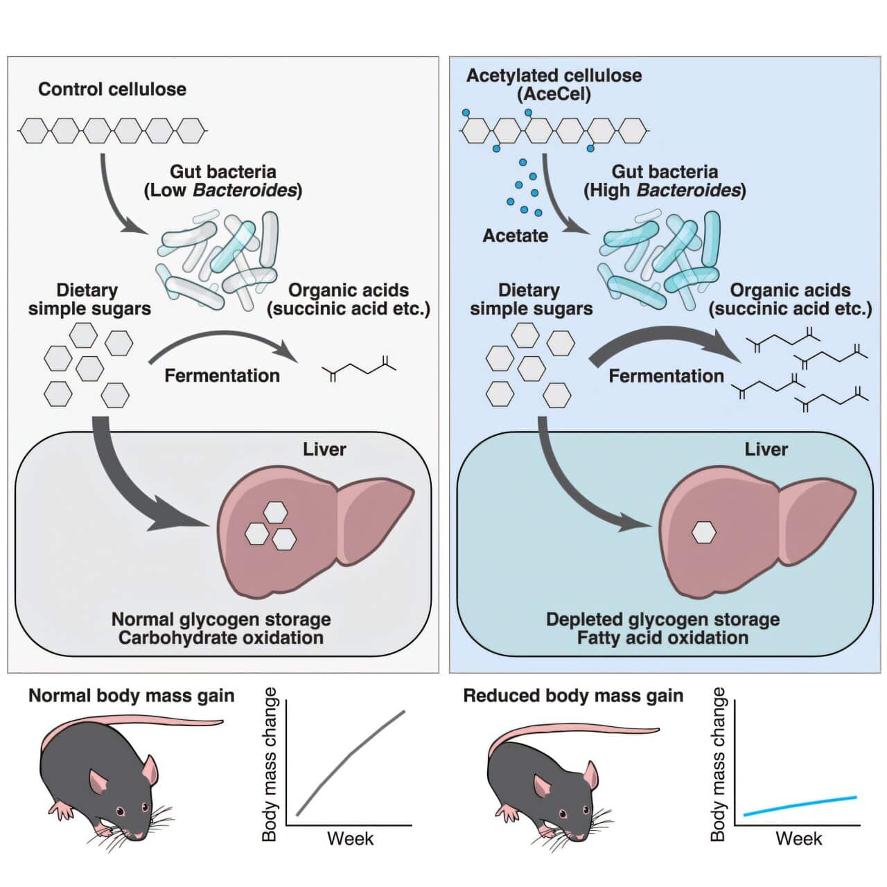 gut bacteria and aceta